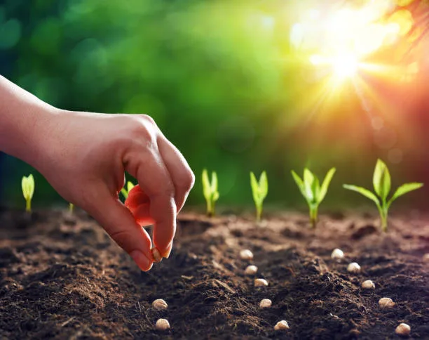 Seeds & Plant Support