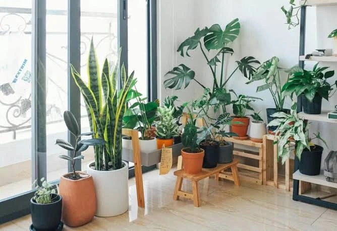 Nursery & Decorative Plant Services